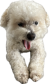 Toby The Bichon